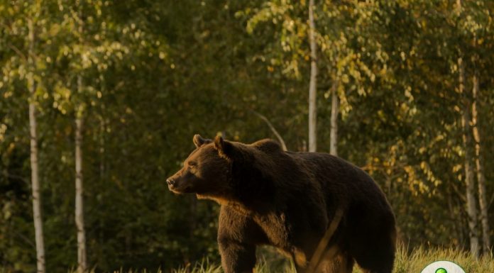 Localnicii din Totea, avertizați – Ursoaică cu pui, în zonă