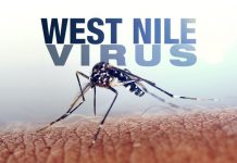 Şapte cazuri de infecţie cu virusul West Nile