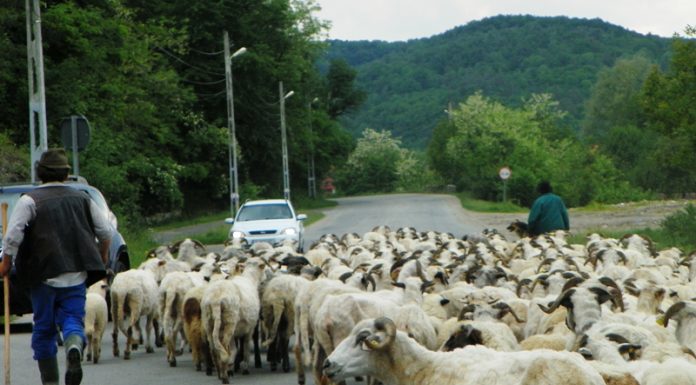 Repere ancestrale – TRANSHUMANŢA LA ROMÂNI