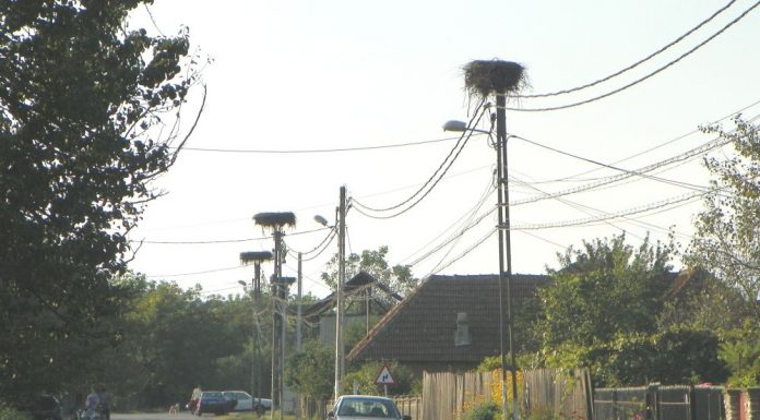 Despre povestea berzei roşii