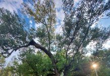 Teofania de la Maglavit