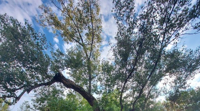 Teofania de la Maglavit