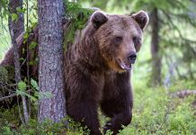 În septembrie: Opt apeluri care au semnalat prezența urșilor în localitățile județului