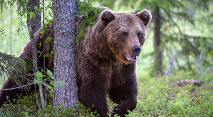 În septembrie: Opt apeluri care au semnalat prezența urșilor în localitățile județului