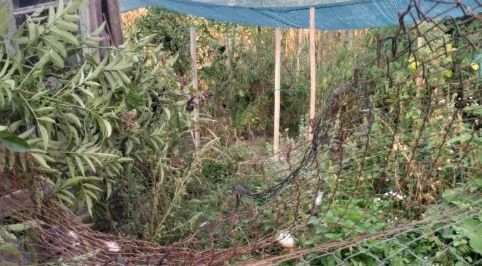 Gospodărie atacată de urs, la Bârsești