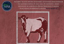APIA: Peste 83 de milioane de lei pentru crescătorii de bovine