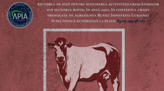 APIA: Peste 83 de milioane de lei pentru crescătorii de bovine