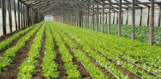 DAJ Gorj: Se dau bani pentru producția de legume în spații protejate