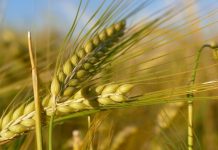 Agricultura pe înțelesul tuturor – Înființarea culturilor de toamnă