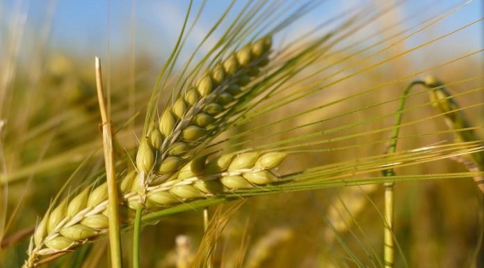 Agricultura pe înțelesul tuturor – Înființarea culturilor de toamnă