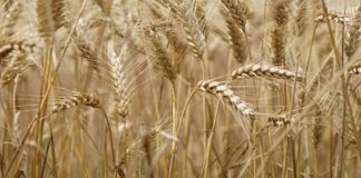 Agricultura pe înțelesul tuturor – Înființarea culturilor de toamnă