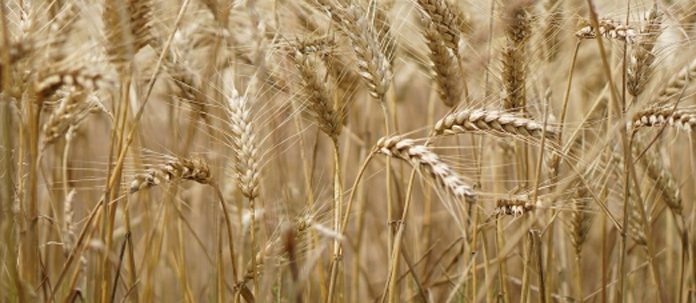 Agricultura pe înțelesul tuturor – Înființarea culturilor de toamnă