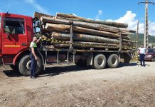 Transporta lemne fără acte