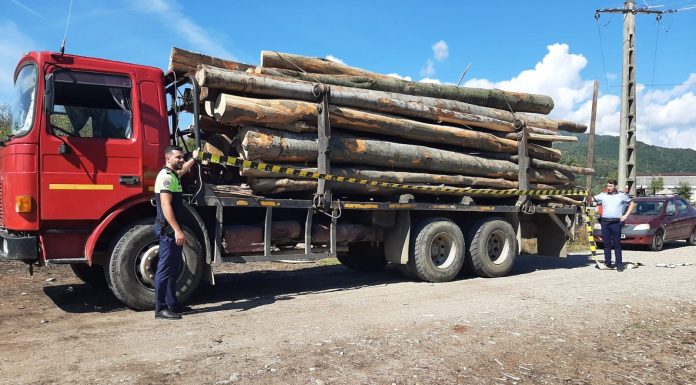 Transporta lemne fără acte