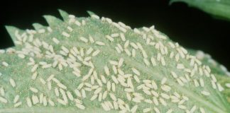Agricultura pe înțelesul tuturor – Musculița albă, o insectă micuță, dar cu mare putere de distrugere