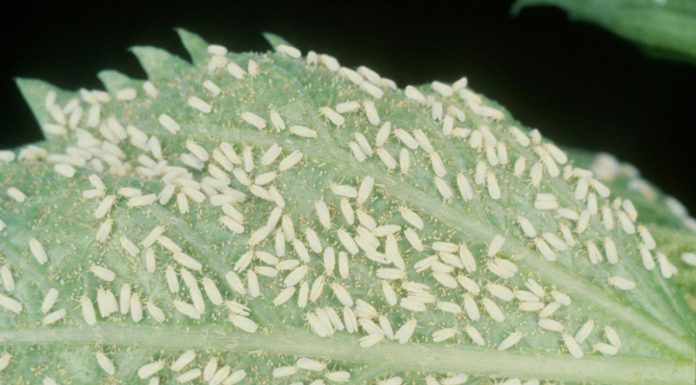 Agricultura pe înțelesul tuturor – Musculița albă, o insectă micuță, dar cu mare putere de distrugere