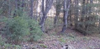 Șeful APM Gorj: Nu au fost relocați urși în acest an