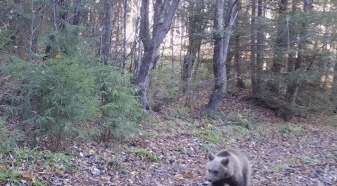 Șeful APM Gorj: Nu au fost relocați urși în acest an