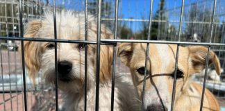 Coadă pentru sterilizarea animalelor la Motru