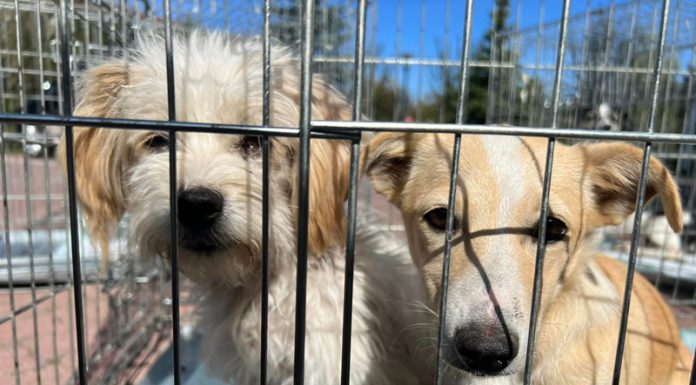 Coadă pentru sterilizarea animalelor la Motru