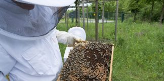 Agricultura pe înțelesul tuturor – APICULTURA, între lege și fărădelege