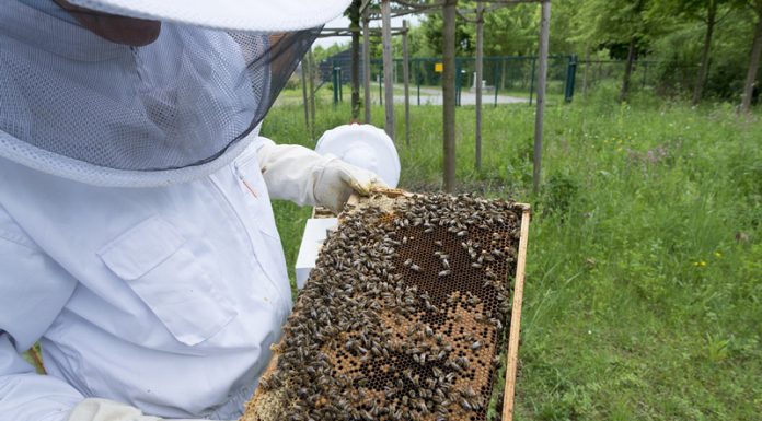 Agricultura pe înțelesul tuturor – APICULTURA, între lege și fărădelege