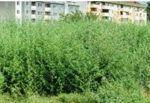 Noi directive trasate primarilor, în lupta împotriva ambroziei