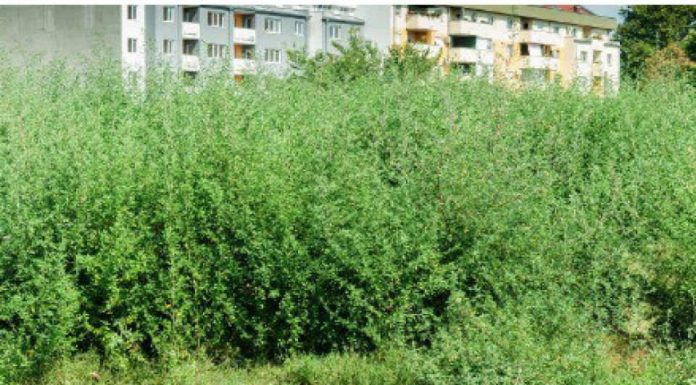 Noi directive trasate primarilor, în lupta împotriva ambroziei