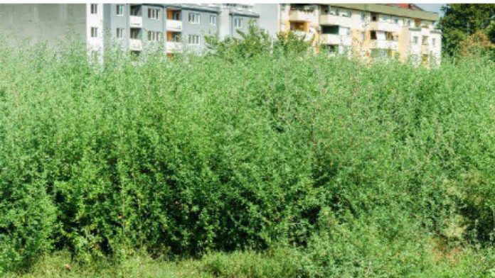 Noi directive trasate primarilor, în lupta împotriva ambroziei