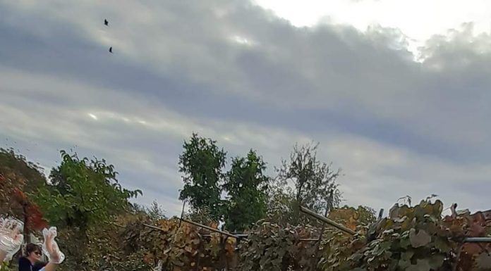 Activitate specială în „Săptămâna verde” pentru elevii Școlii Gimnaziale „Pompiliu Marcea”