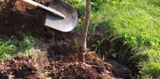 Agricultura pe înțelesul tuturor – Înființați corect plantația de pomi și arbuști fructiferi – (2)