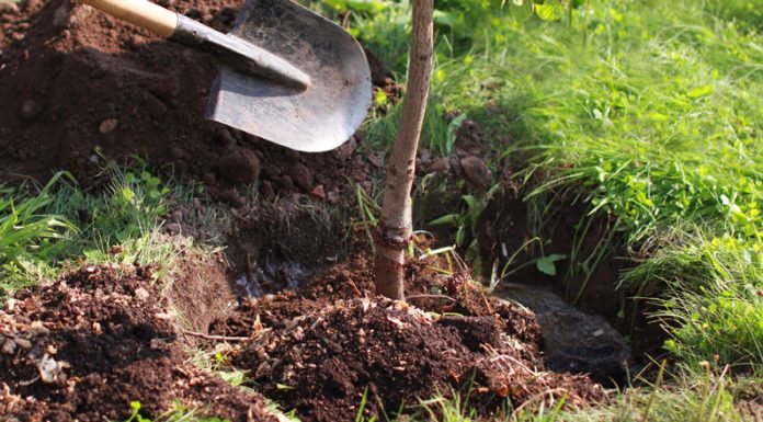 Agricultura pe înțelesul tuturor – Înființați corect plantația de pomi și arbuști fructiferi – (1)