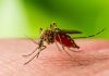 Două decese și 46 de cazuri de West Nile. Recomandările medicilor