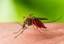 13 cazuri de infecție cu virusul West Nile