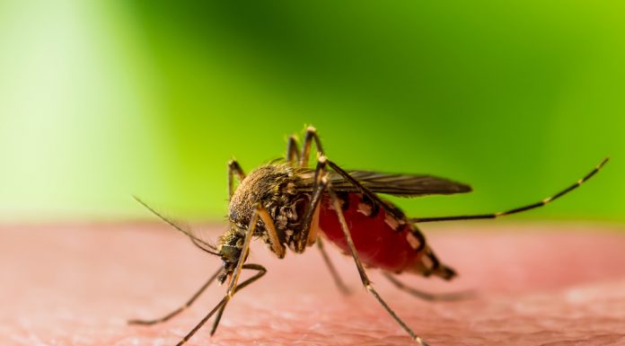 Două cazuri de infecție West Nile în Gorj