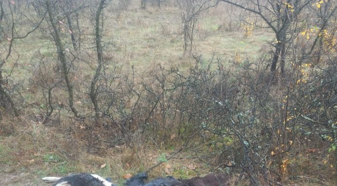 Câlnic: Imagini horror! Leșurile unor câini, aruncate în pădure