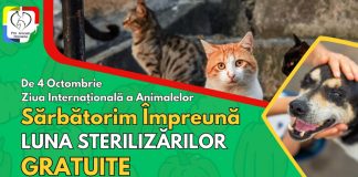 Noi campanii de sterilizare gratuită a patrupedelor