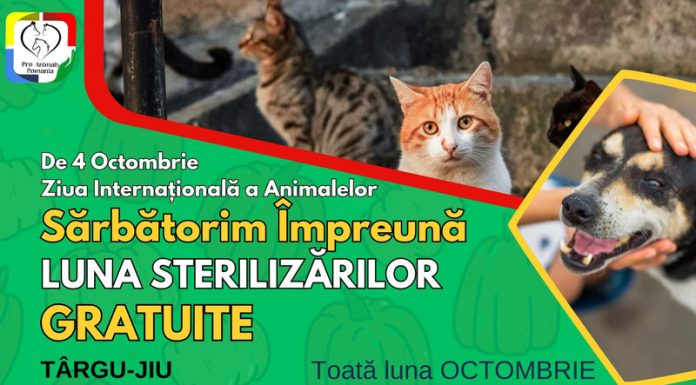 Noi campanii de sterilizare gratuită a patrupedelor