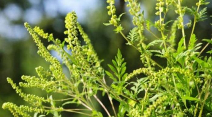 Agricultura pe înțelesul tuturor – AMBROZIA, buruiana care a speriat Europa