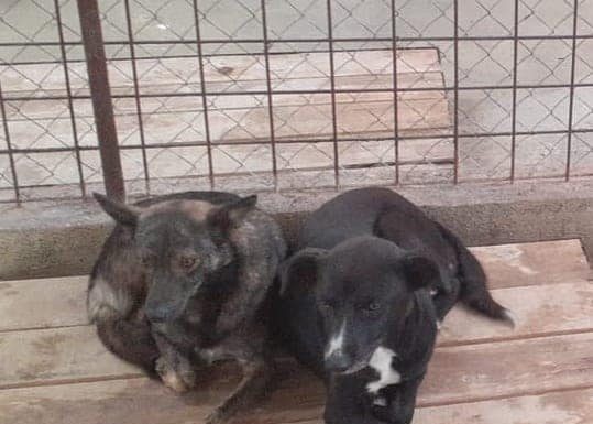 Câți câini au fost adoptați la Târgu Jiu