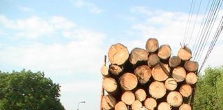 Zeci de transporturi de lemn, verificate de polițiști