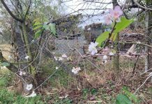 Au înflorit cireșii, dar nu vine primăvara!