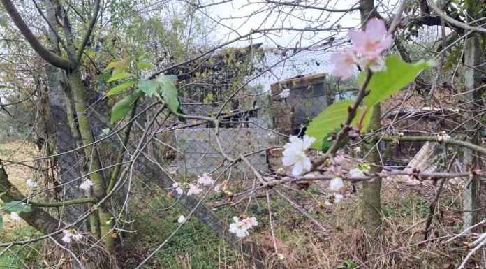 Au înflorit cireșii, dar nu vine primăvara!