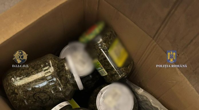 Arestați pentru trafic de droguri. Plantație de canabis lângă termocentrală