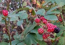 ASTENII DE TOAMNA – DARURI ALE NATURII IGNORATE DE MULȚI DINTRE NOI