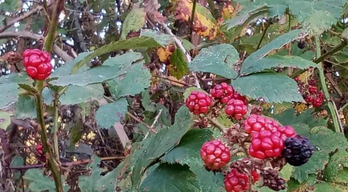 ASTENII DE TOAMNA – DARURI ALE NATURII IGNORATE DE MULȚI DINTRE NOI