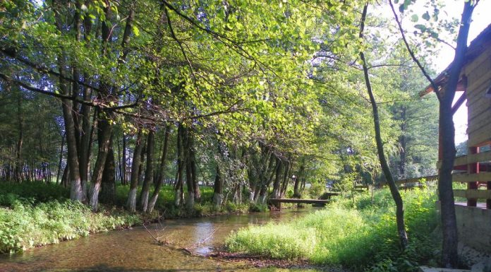 DIN NOU CĂLĂTOR ÎN LUMEA „APEI VII”