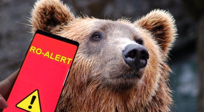 Cartiere din Târgu Jiu, sub teroarea urșilor