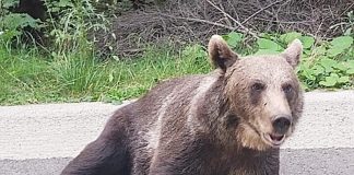 Bărbatul atacat de o ursoaică la Lelești, trimis la Spitalul Floreasca