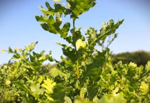 Romsilva oferă gratuit 600.000 de puieți forestieri voluntarilor implicați în acțiuni de împădurire